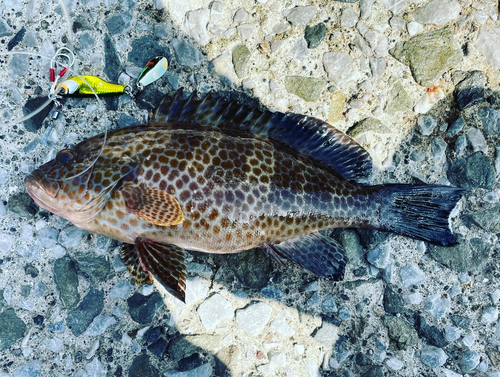 オオモンハタの釣果