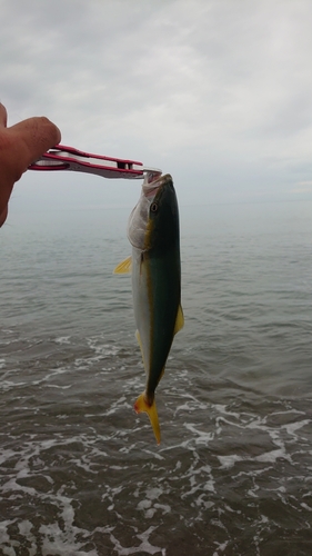 イナダの釣果