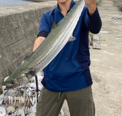 サワラの釣果