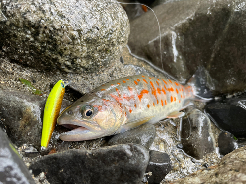 アマゴの釣果