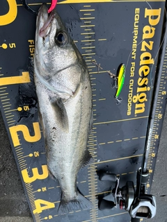 シーバスの釣果