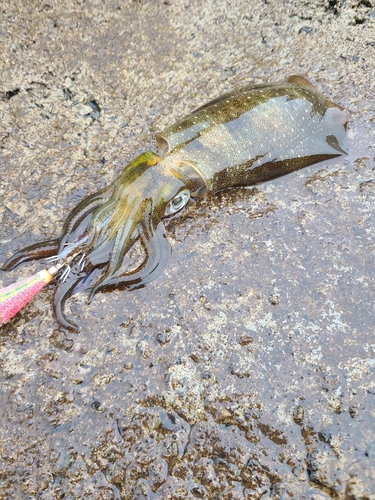 アオリイカの釣果