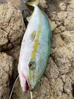 ハマチの釣果