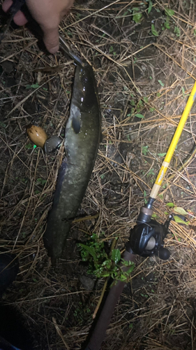 マナマズの釣果