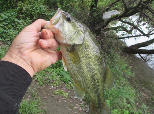 ラージマウスバスの釣果