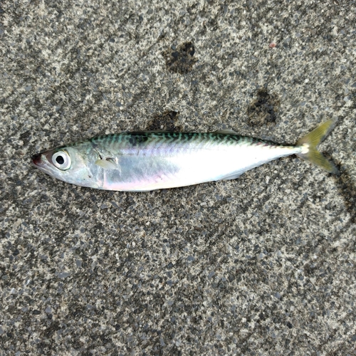 サバの釣果