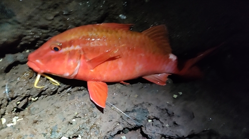 ホウライヒメジの釣果