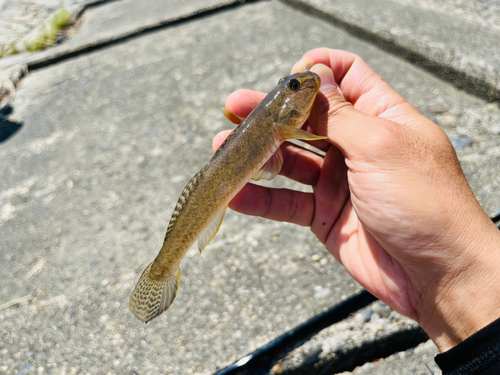 ハゼの釣果