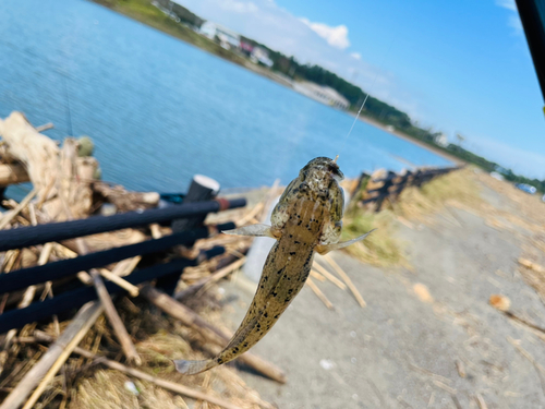 ハゼの釣果