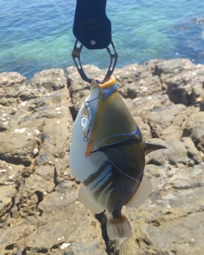 ムラサメモンガラの釣果