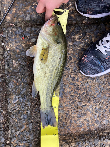 ブラックバスの釣果