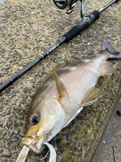イサキの釣果