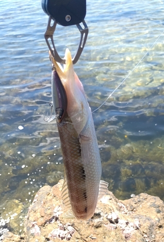 カマスベラの釣果