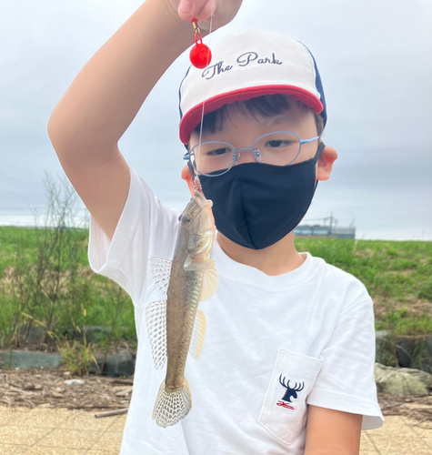 ハゼの釣果