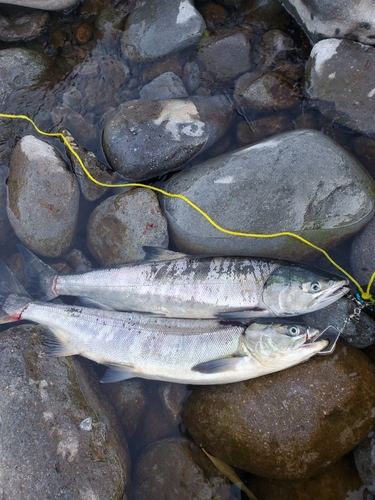 サケの釣果