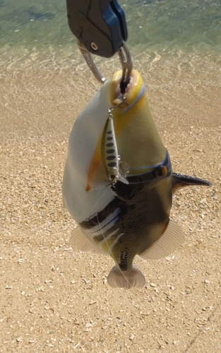 ムラサメモンガラの釣果