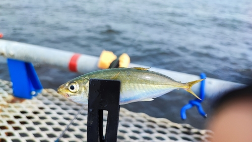 マルアジの釣果