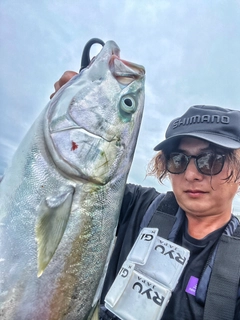 イナダの釣果