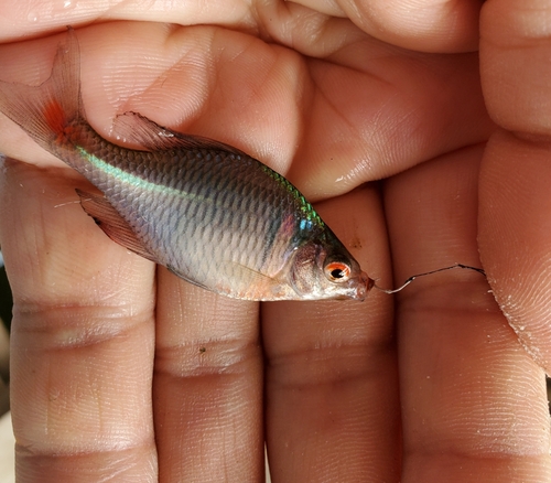 タイリクバラタナゴの釣果