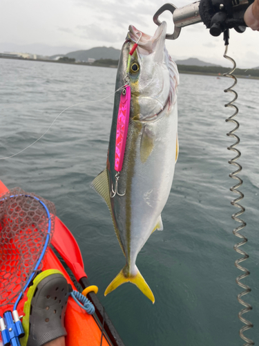 イナダの釣果