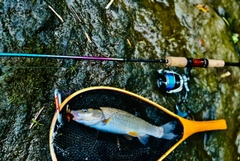 ウグイの釣果