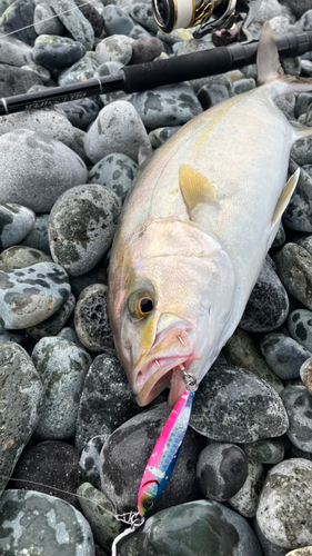 ショゴの釣果