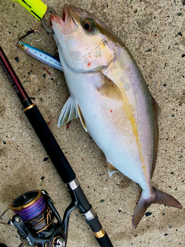 ショゴの釣果