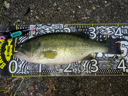 ブラックバスの釣果