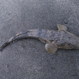 くま好きの釣果