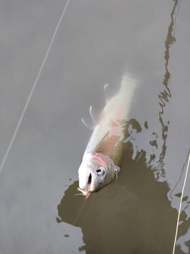 ニジマスの釣果