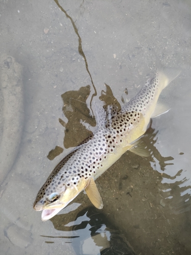 ブラウントラウトの釣果