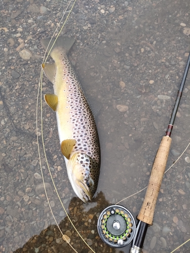 ブラウントラウトの釣果