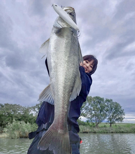 マルスズキの釣果