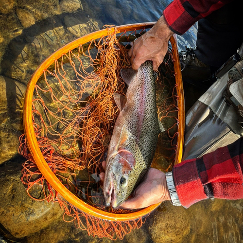 ニジマスの釣果