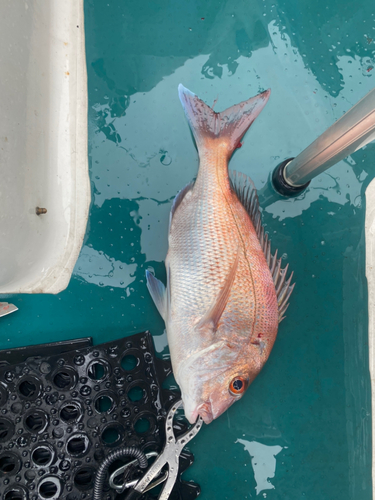 マダイの釣果