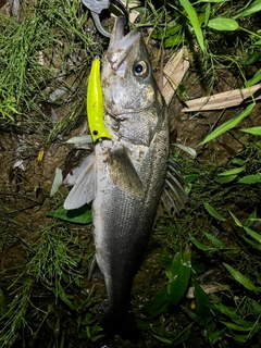 フッコ（マルスズキ）の釣果