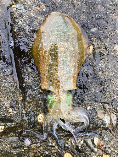 アオリイカの釣果