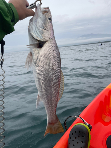 オオニベの釣果