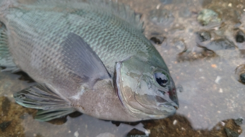 クチブトグレの釣果