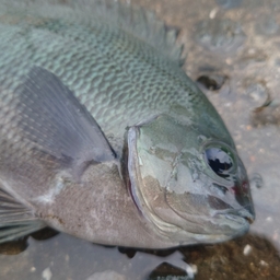 クチブトグレ