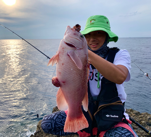 カンダイの釣果