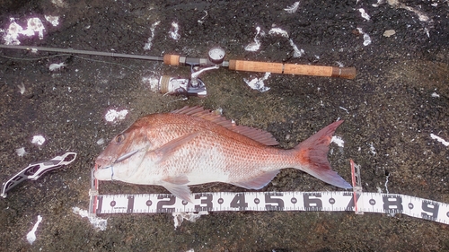 マダイの釣果