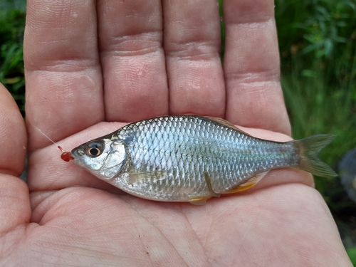 タナゴの釣果