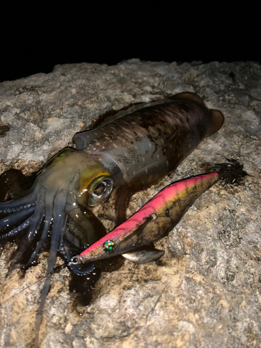 アオリイカの釣果