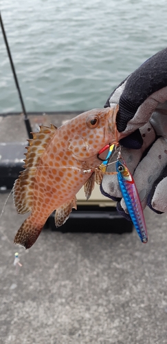 オオモンハタの釣果