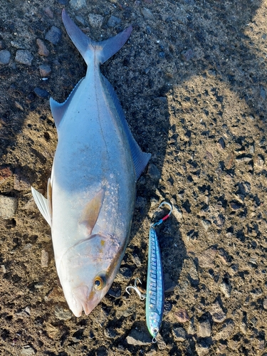 カンパチの釣果