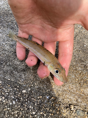 キスの釣果