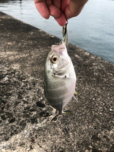 ギンガメアジの釣果