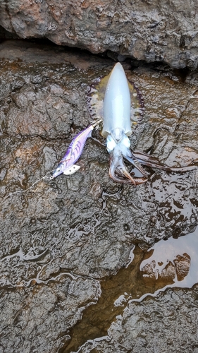 アオリイカの釣果