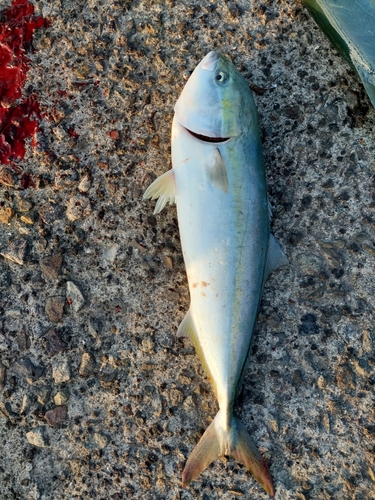 ハマチの釣果